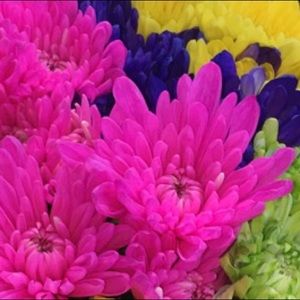 Meet your Posher, Jillian